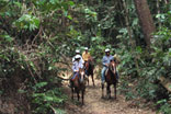 Horse riding rianforest tropical north queensland