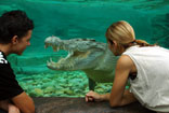 Crocodile in Port Douglas