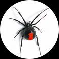 Red Back Spider - Not common among Queensland Snakes, Spiders and Sharks