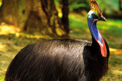 Cassowary