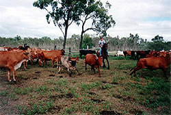 Cattle Muster Queensland