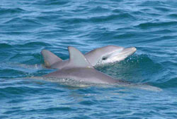 Dolphins Hervey Bay
