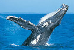 Humpback Whale Gold Coast - Top 20 Things to do in Queensland