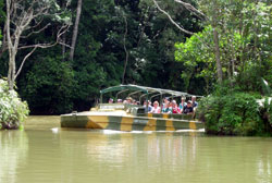 Kuranda Rainforest
