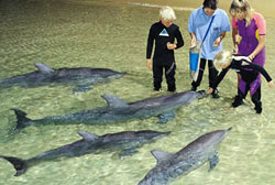 Tangalooma Resort Wild Dolphin Feeding Package