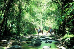 Daintree Rainforest Horse Riding Tropical Far North Queensland