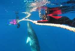 Minke Whales