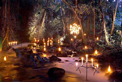 Dinner Rainforest