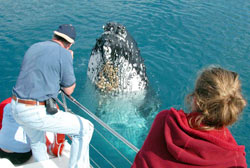 humpback whales