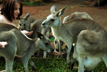 Rainforestation Nature Experience - Cairns Australia