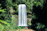 Millaa Millaa Falls Queensland Australia