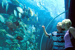 Reef HQ Aquarium Queensland Australia
