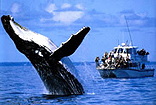 Whale Watching Hervey Bay Australia